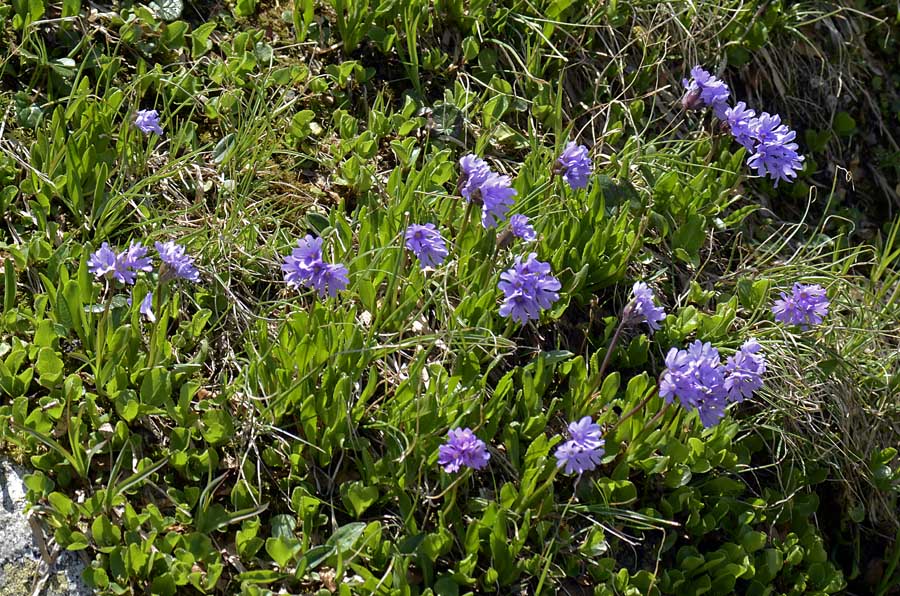 Primula glutinosa /  Primula vischiosa